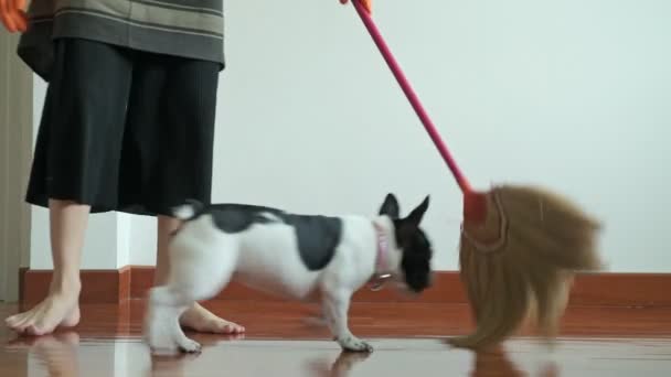ほうきの棒で家の掃除の女性 美しいアジアの女性は ほうきの棒で床とそれを噛まないようにしようとしている犬を洗浄します ローアングルのショットします ハウス クリーニング サービスのコンセプト — ストック動画