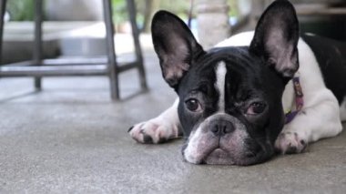 Genç dişi buldog yere uzanmış sahibinin eve gelmesini bekliyor. Köpek ve onun ana fikri.