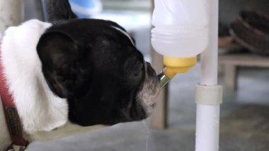Genç dişi buldog su şişesinden agresif bir şekilde su içiyor. Köpek besleme kavramı.