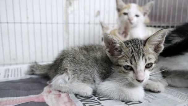 Giovane Gatto Gattino Sdraiato Una Gabbia Metallo All Aperto Guardando — Video Stock