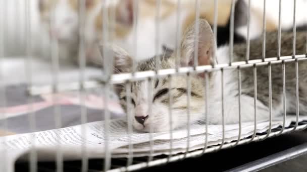 Gato Gatito Joven Durmiendo Una Jaula Metal Aire Libre Mirando — Vídeo de stock