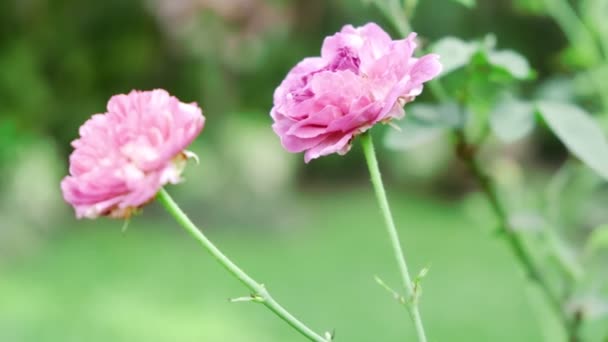 Belo Verão Rosa Rosa Flor Jardim Com Alguma Brisa Vento — Vídeo de Stock