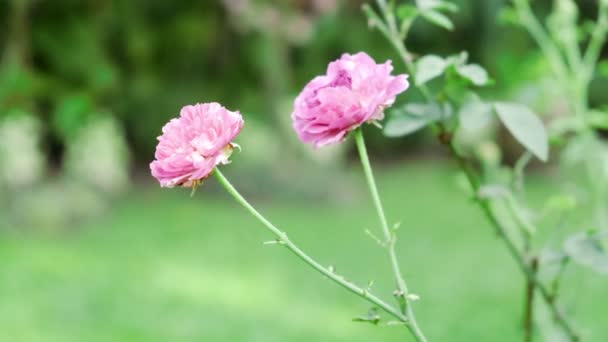 Bella Estate Rosa Rosa Fiore Giardino Con Vento Brezza — Video Stock