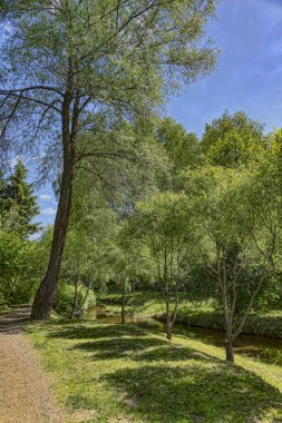 Yaz afternoo orman patika