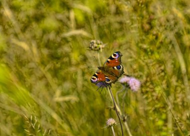 bir çiçek üzerinde açık yaz öğleden sonra kelebek