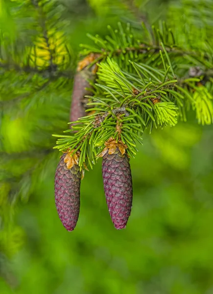 Genç çam kozalakları bahar yeşil bir arka plan üzerinde