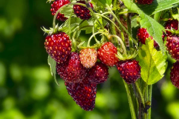 yeşil bir arka plan üzerinde yabani çilek buketi