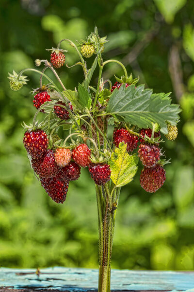 bouquet of wild strawberry on a green backgroun