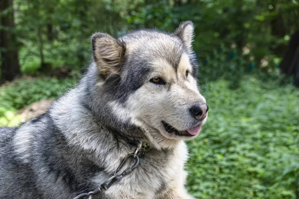 Orman yeşillikleri arasında husky köpek Portresi
