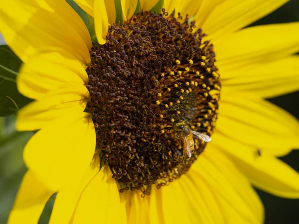 Biene sitzt auf Sonnenblume — Stockfoto