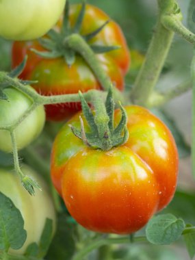 Ev bahçesinde taze domates yetiştirme