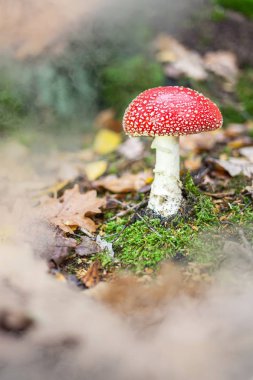 Ağaçların arasında mantar zemin ve güzel ışık efektleri ile ormana öğleden sonra yürüyüş.