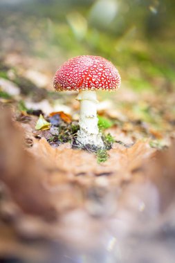 Ağaçların arasında mantar zemin ve güzel ışık efektleri ile ormana öğleden sonra yürüyüş.