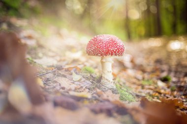 Ağaçların arasında mantar zemin ve güzel ışık efektleri ile ormana öğleden sonra yürüyüş.