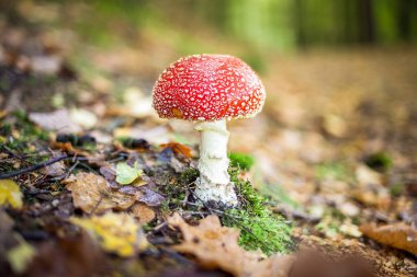 mantar ve bitkiler izliyor. öğleden sonra yürümek-den geçerek orman.