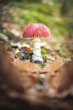 mantar ve bitkiler izliyor. öğleden sonra yürümek-den geçerek orman.