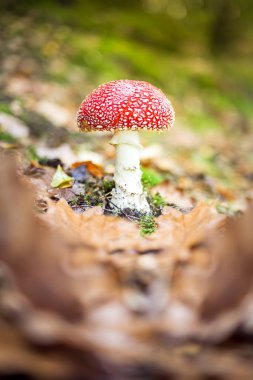 mantar ve bitkiler izliyor. öğleden sonra yürümek-den geçerek orman.