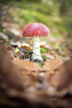 mantar ve bitkiler izliyor. öğleden sonra yürümek-den geçerek orman.