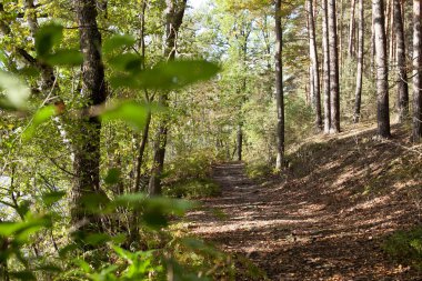 bir sürü renkli ağaç ile sonbahar orman yürüyüş