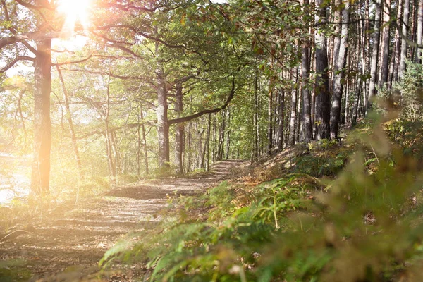 Tarde Paseo Por Bosque Con Setas Suelo Bonitos Efectos Luz — Foto de Stock