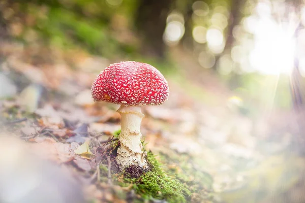 下午步行通过与蘑菇在地上的森林和良好的灯光效果之间的树木 — 图库照片