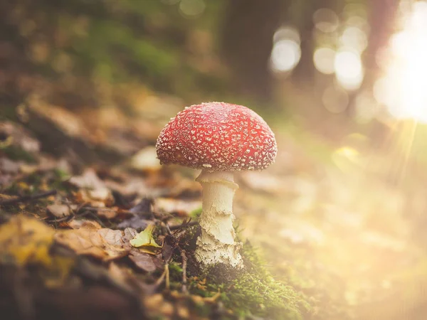 Tarde Paseo Por Bosque Con Setas Suelo Bonitos Efectos Luz — Foto de Stock