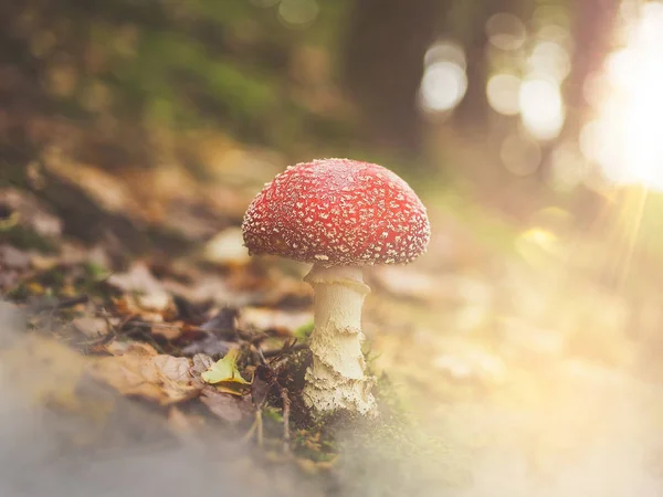 Tarde Paseo Por Bosque Con Setas Suelo Bonitos Efectos Luz — Foto de Stock