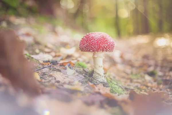 Tarde Paseo Por Bosque Con Setas Suelo Bonitos Efectos Luz — Foto de Stock