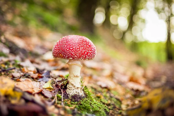 Observando Hongos Plantas Paseo Por Tarde Través Del Bosque — Foto de Stock