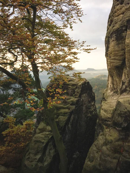 伟大的早晨的心情与雾和云彩在德累斯顿 岩石形成接近的 Elbe 河在德国萨克森人瑞士国家公园 远足和攀登在 Elbe 砂岩山的美妙的山范围 — 图库照片