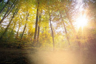 Yumuşak ışık içinde Alman Sakson İsviçre Ulusal Parkı yakın Dresden meditasyon. Doğa yürüyüşü ve tırmanma Elbe Kumtaşı Dağları'nın harika dağ aralıkları.