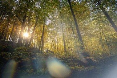 Yumuşak ışık içinde Alman Sakson İsviçre Ulusal Parkı yakın Dresden meditasyon. Doğa yürüyüşü ve tırmanma Elbe Kumtaşı Dağları'nın harika dağ aralıkları.