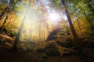 Yumuşak ışık içinde Alman Sakson İsviçre Ulusal Parkı yakın Dresden meditasyon. Doğa yürüyüşü ve tırmanma Elbe Kumtaşı Dağları'nın harika dağ aralıkları.