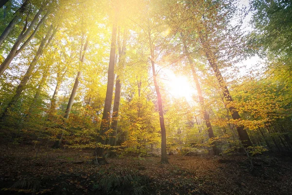 Yumuşak ışık içinde Alman Sakson İsviçre Ulusal Parkı yakın Dresden meditasyon. Doğa yürüyüşü ve tırmanma Elbe Kumtaşı Dağları'nın harika dağ aralıkları.