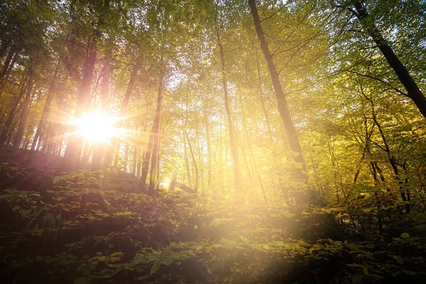 Meditación Con Luz Suave Parque Nacional Alemán Sajón Suiza Cerca — Foto de Stock