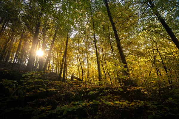 Harika Doğa Sonbahar içinde Alman Sakson İsviçre Ulusal Parkı. Işık ve sis ile dağ. Doğa yürüyüşü ve tırmanma Elbe Kumtaşı Dağları'nın harika dağ aralıkları.