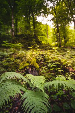 Tropikal orman Masuleh Gilan Eyaleti, İran'ın tarihi şehirde. Büyük dağlar ve manzaralar arasında