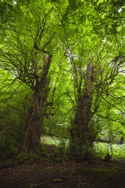 Tropikal orman Masuleh Gilan Eyaleti, İran'ın tarihi şehirde. Büyük dağlar ve manzaralar arasında
