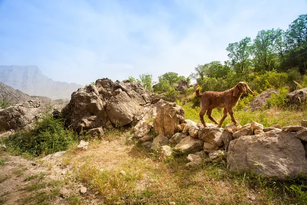 山里的一林 伊朗西部霍拉马巴德县周围的景观和自然 在伊朗的一次路途中一站 在山和瀑布徒步旅行 比谢市 洛雷斯坦省 — 图库照片