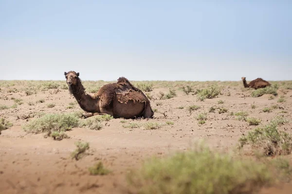 沙漠里的动物镜头和光线效果。冷静的在 t — 图库照片