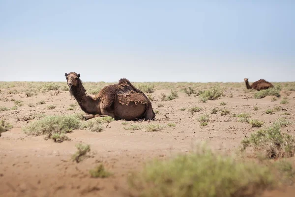 Animals in the desert. Lens and light effects. Calm outback in t