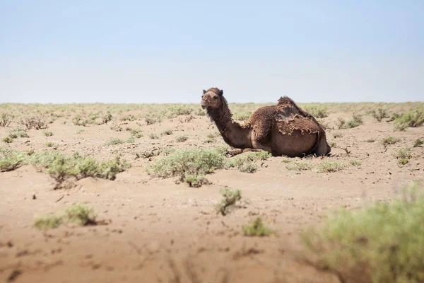 沙漠里的动物镜头和光线效果。冷静的在 t — 图库照片