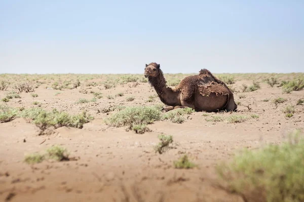 Djur i öknen. Lins och ljuseffekter. Lugna outback i t — Stockfoto