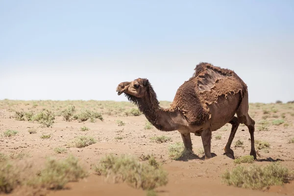 Animals in the desert. Lens and light effects. Calm outback in t