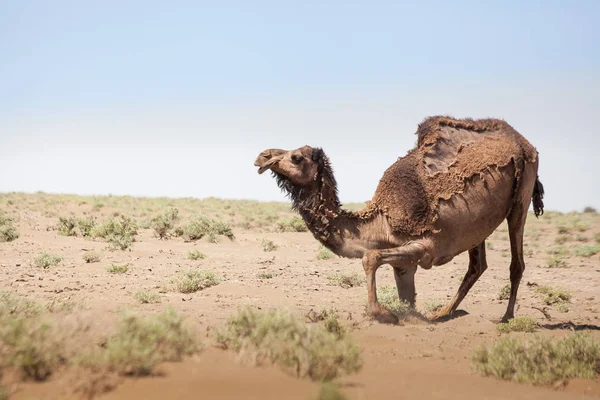 Djur i öknen. Lins och ljuseffekter. Lugna outback i t — Stockfoto