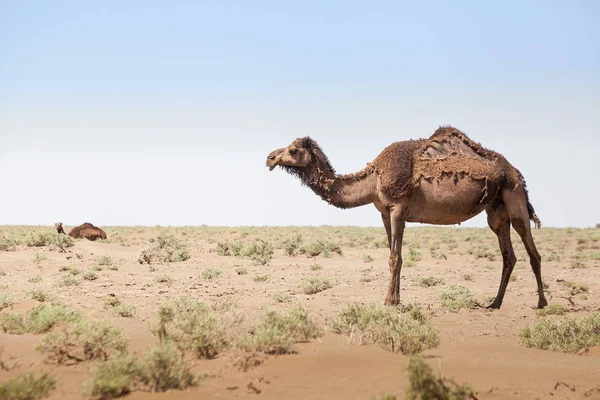 Animais no deserto. Lente e efeitos de luz. Calmo outback em t — Fotografia de Stock