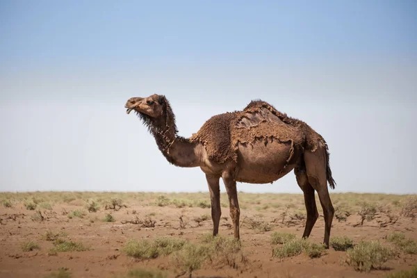 Djur i öknen. Lins och ljuseffekter. Lugna outback i t — Stockfoto