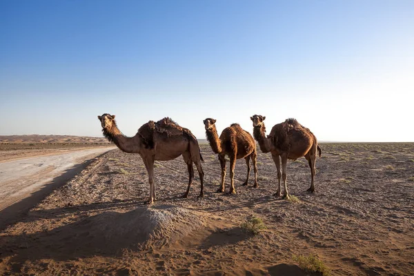 Tiere in der Wüste. Linse und Lichteffekte. ruhiges Outback in t — Stockfoto