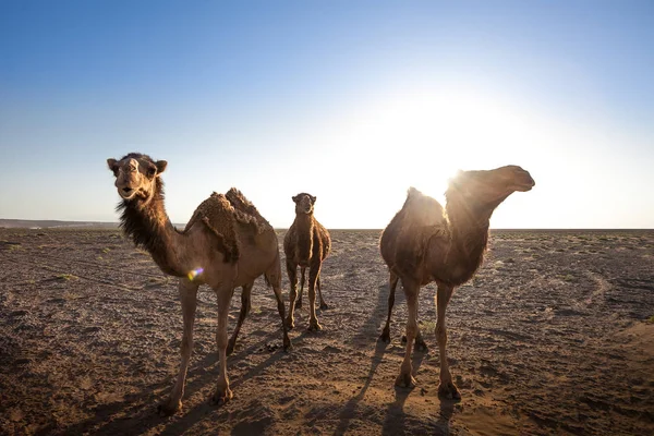 Zwierzęta na pustyni. Obiektyw i efekty świetlne. Spokojny outback w t — Zdjęcie stockowe