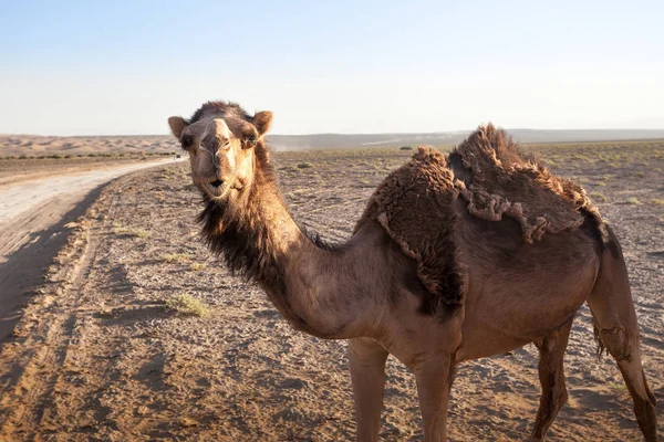 Hayvanlar çölde. Objektif ve ışık efektleri. T sakin taşra — Stok fotoğraf